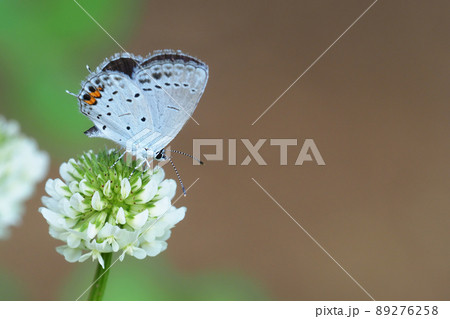 シロツメクサの花に止まるツバメシジミ シロツメクサの花に止まるツバメシジミ 89276258