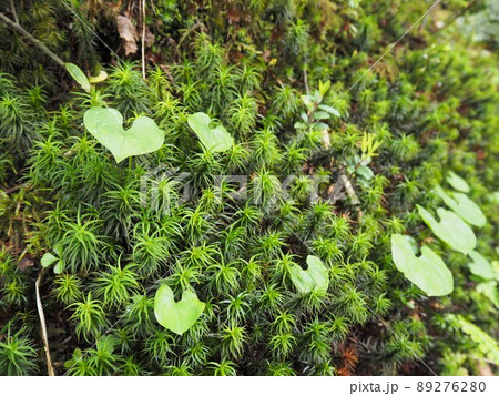 コケとハート形の葉っぱ 89276280