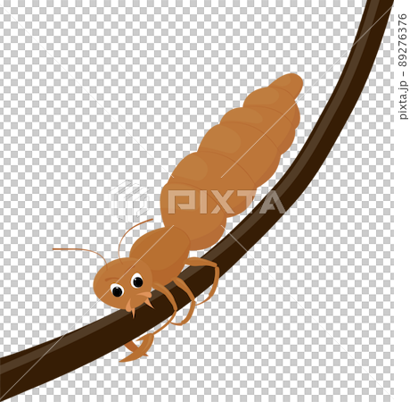 Cartoon louse on human hair isolated on white 89276376