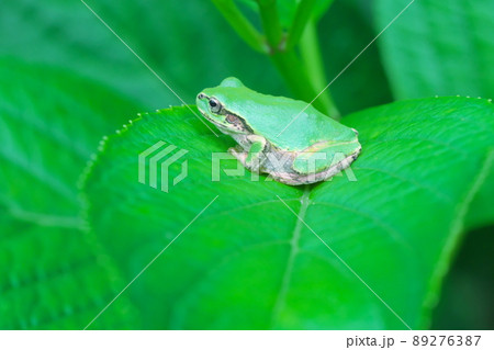 アジサイの葉の上のアマガエル 89276387