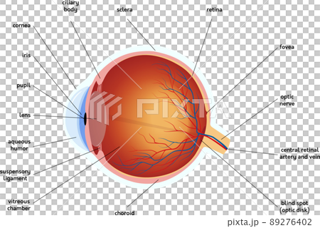 Human eye anatomy diagram, medical illustrationのイラスト素材 [89276402…