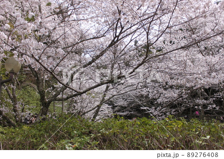 大阪府阪南市山中渓の桜風景 大阪府阪南市山中渓の桜風景 89276408