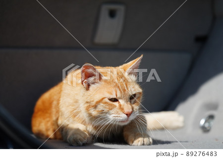 地域猫の茶白お母さん家族の平和な一日 地域猫の茶白お母さん家族の平和な一日 89276483