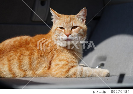 地域猫の茶白お母さん家族の平和な一日 89276484