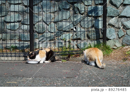地域猫の茶白お母さん家族の平和な一日 地域猫の茶白お母さん家族の平和な一日 89276485