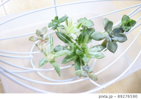 多肉植物の寄せ植え用子株たち 89276590