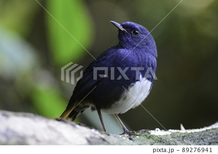 ベトナムやタイやヒマラヤの高い山の森に住む、青と白のコントラストが美しいオリイヒタキ 89276941