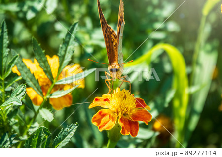 The dark green fritillary butterfly collects nectar on flower. Speyeria aglaja is a species of butterfly in the family Nymphalidae. The dark green fritillary butterfly collects nectar on flower. Speyeria aglaja is a species of butterfly in the family Nymphalidae. 89277114