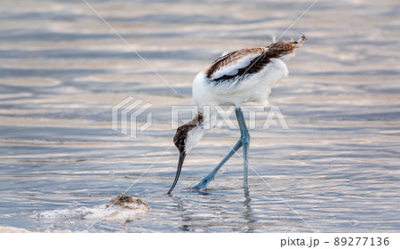 Water bird pied avocet, Recurvirostra avosetta, feeding in the lake. The pied avocet is a large black and white wader with long, upturned beak Water bird pied avocet, Recurvirostra avosetta, feeding in the lake. The pied avocet is a large black and white wader with long, upturned beak 89277136