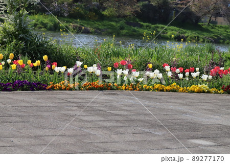春の日本埼玉県蓮田市付近を流れる元荒川の河川敷公園に咲くチューリップ、パンジーや菜の花 春の日本埼玉県蓮田市付近を流れる元荒川の河川敷公園に咲くチューリップ、パンジーや菜の花 89277170