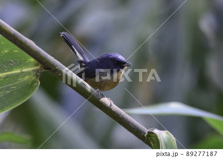 タイやヒマラヤの山地の森で見られる、青い美しい小鳥カオグロヒタキ 89277187