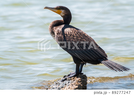 Great cormorant, Phalacrocorax carbo, standing on a stone on the sea shore. Great cormorant, Phalacrocorax carbo, standing on a stone on the sea shore. 89277247