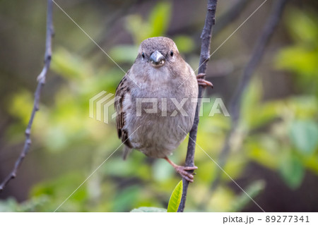 Sparrow sitting on a green branch in spring. Sparrow with playful poise on branch in spring or summer 89277341
