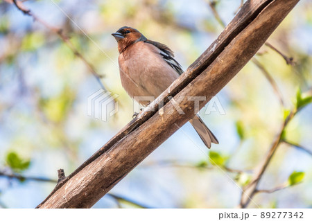 Common chaffinch, Fringilla coelebs, sits on a branch in spring on green background. Common chaffinch in wildlife. 89277342