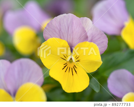 ビオラの花 ビオラの花 89277733