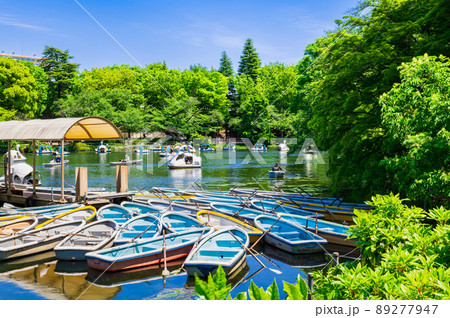 吉祥寺　新緑の井の頭公園 89277947