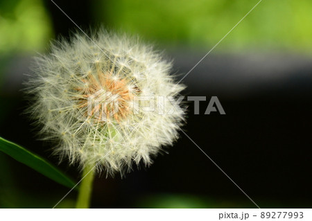 山田池公園 89277993