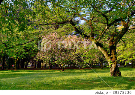 東京代々木公園のサトザクラ 89278236