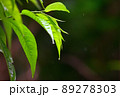 雨の森林 89278303