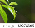雨の森林 89278305