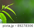 雨の森林 89278306