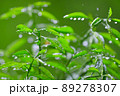 雨の森林 89278307