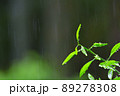 雨の森林 89278308