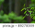 雨の森林 89278309