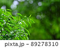 雨の森林 89278310