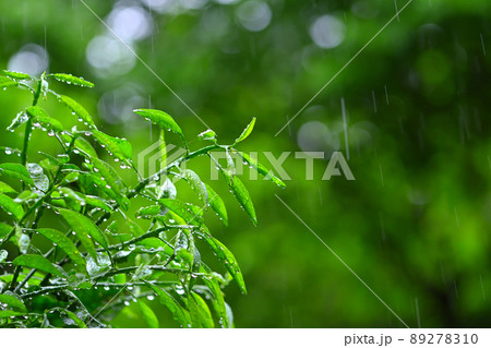 雨の森林 89278310