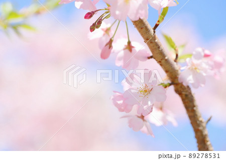 淡いピンクの思川桜 89278531