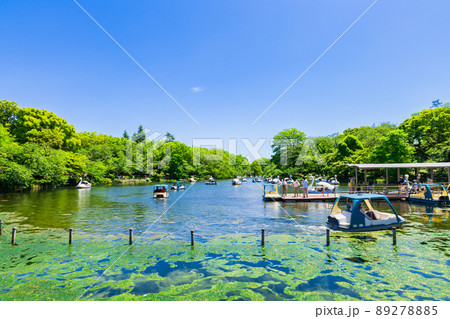 吉祥寺 新緑の井の頭公園 吉祥寺 新緑の井の頭公園 89278885