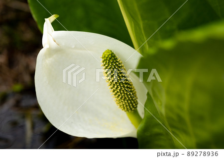 春の訪れを告げるように開く水芭蕉 春の訪れを告げるように開く水芭蕉 89278936