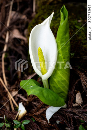 春の訪れを告げるように開く水芭蕉 春の訪れを告げるように開く水芭蕉 89278942