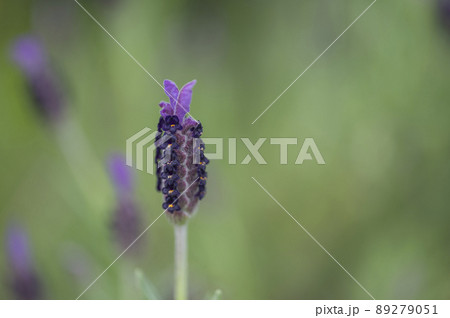 ウサギの耳のような花がかわいいフレンチラベンダー ウサギの耳のような花がかわいいフレンチラベンダー 89279051