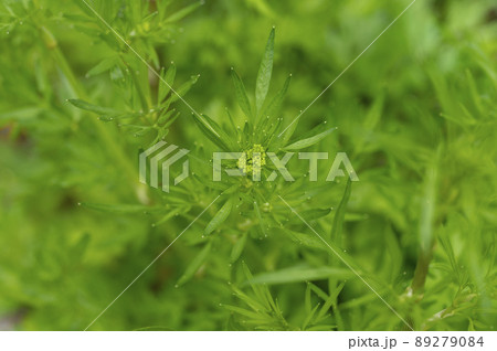 イタリアンパセリ イタリアンパセリ 89279084