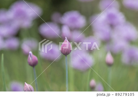 チャイブ（セイヨウアサツキ） 89279105