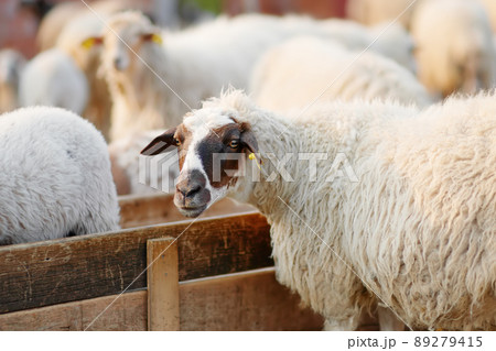 Sheeps with a tags on ears in corral on the farm. Bio organic healthy food and wool production. Growing livestock is a traditional direction of agriculture. Animal husbandry. 89279415