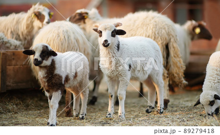 Small lamb on background of sheeps in corral on the farm. Bio organic healthy food and wool production. Growing livestock is a traditional direction of agriculture. Animal husbandry. 89279418