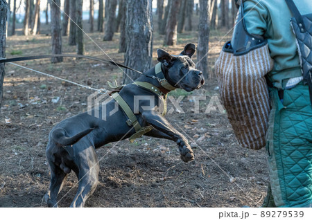 Training dogs for protective guard duty. A large gray dog jumps and attacks the trainer. Cane Corso Italiano dog breed. Trainer in special protective clothing provokes the pet. Series part 89279539