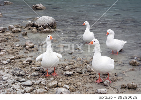Four snow white geese on the shore of the lake 89280028
