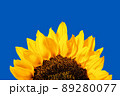 Edge of yellow sunflower petals isolated on a white background 89280077