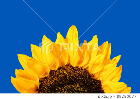 Edge of yellow sunflower petals isolated on a white background 89280077