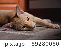 Ginger red oriental cat with clear green eyes 89280080