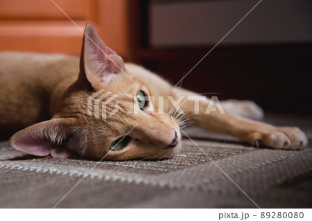 Ginger red oriental cat with clear green eyes 89280080