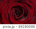 Macro photo of wet red rose with big petals and water drops 89280086