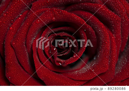 Macro photo of wet red rose with big petals and water drops 89280086