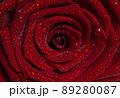 Macro photo of wet red rose with big petals and water drops 89280087