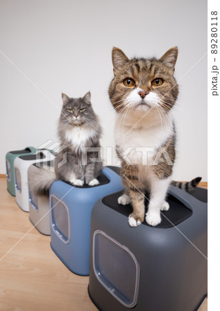 two cats sitting on top of hodded litter boxes 89280118