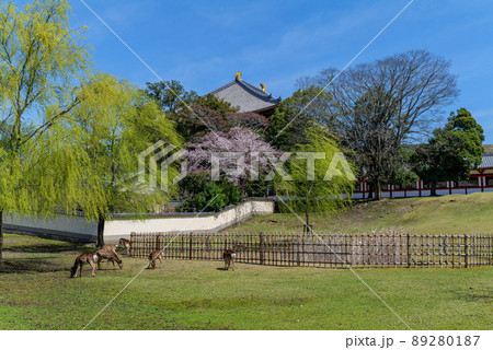 東大寺大仏殿 鹿と桜 2022年4月1日 東大寺大仏殿 鹿と桜 2022年4月1日 89280187